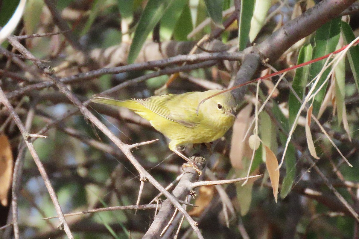 Orange-crowned Warbler - ML642647085