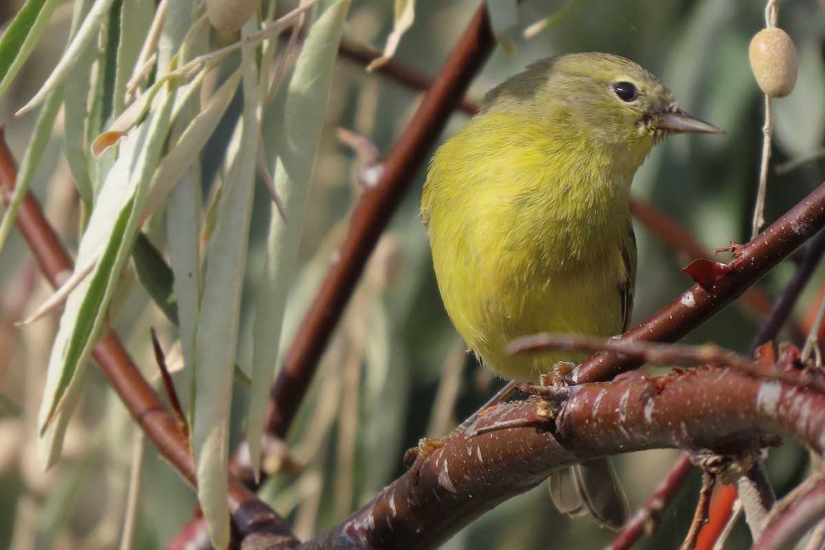 Orange-crowned Warbler - ML642647086