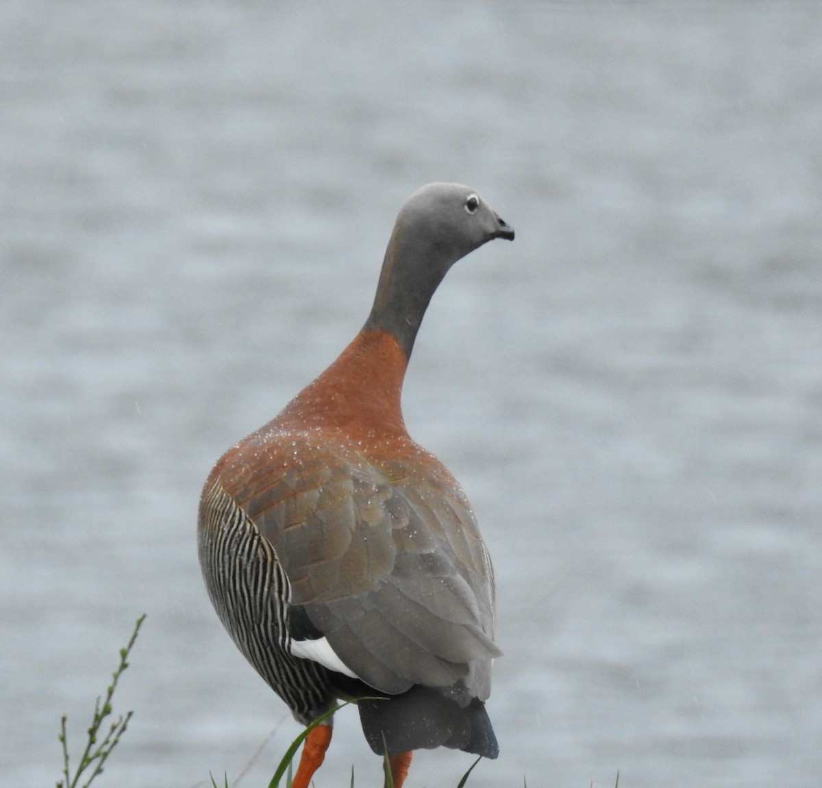 Ashy-headed Goose - ML642647087