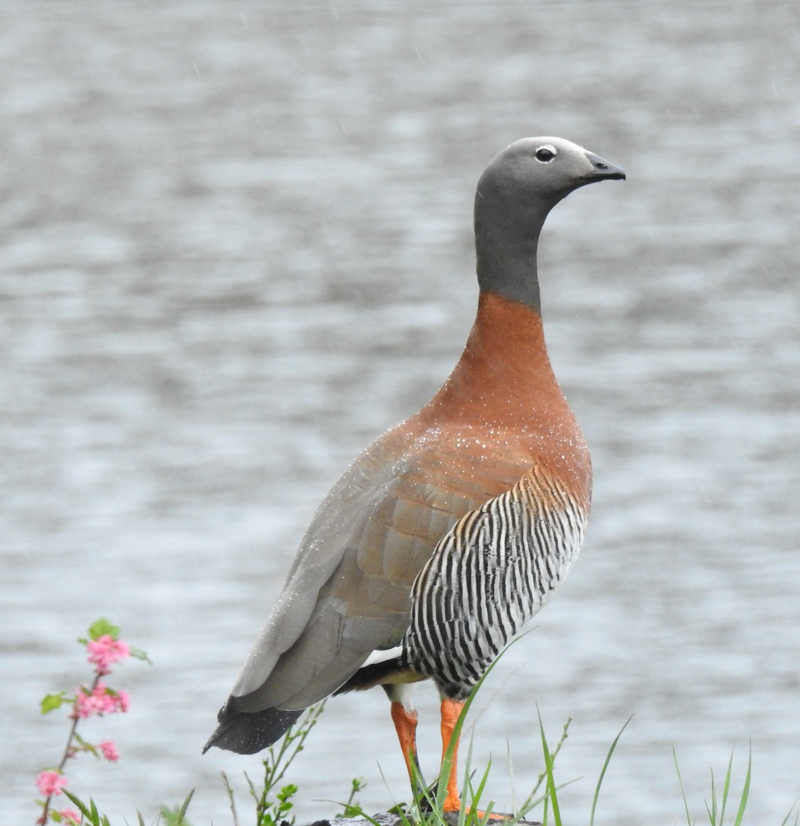 Ashy-headed Goose - ML642647088