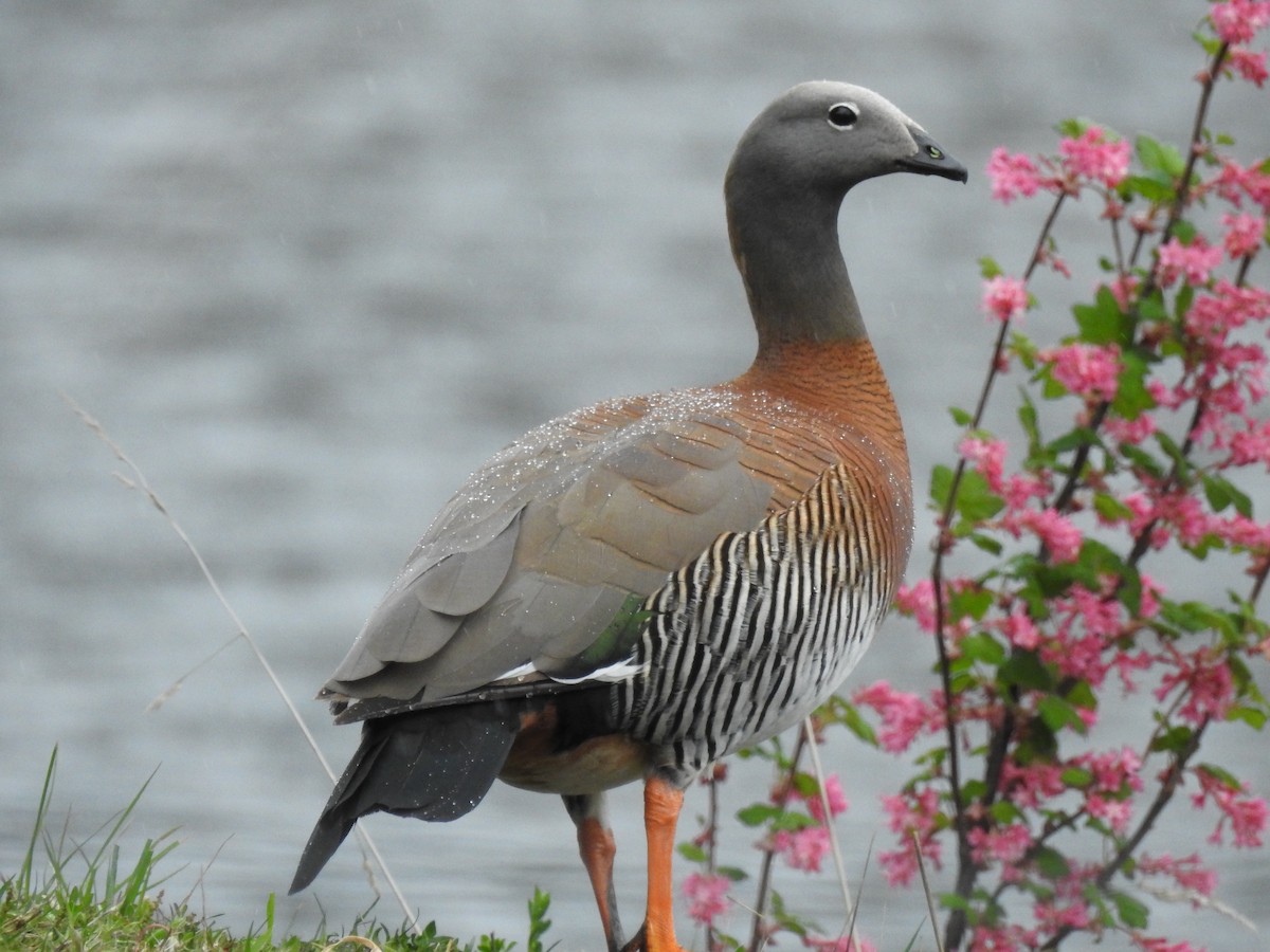 Ashy-headed Goose - ML642647090