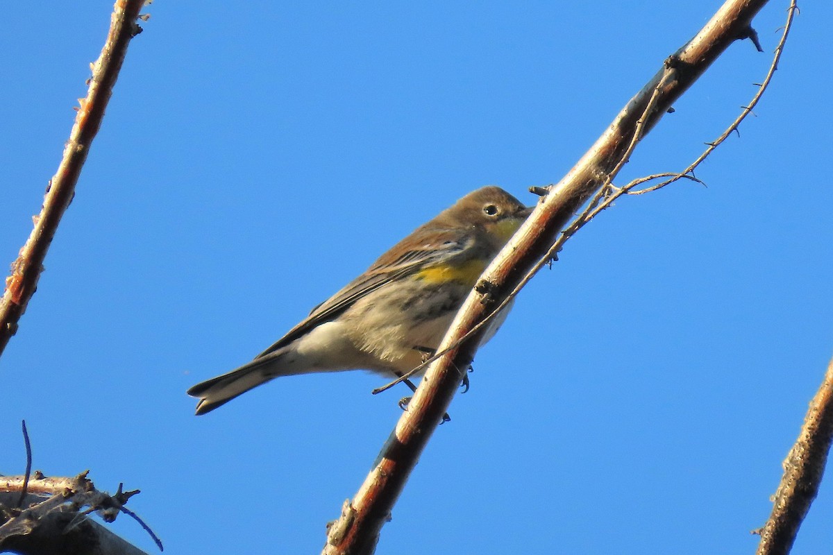 Yellow-rumped Warbler - ML642647092