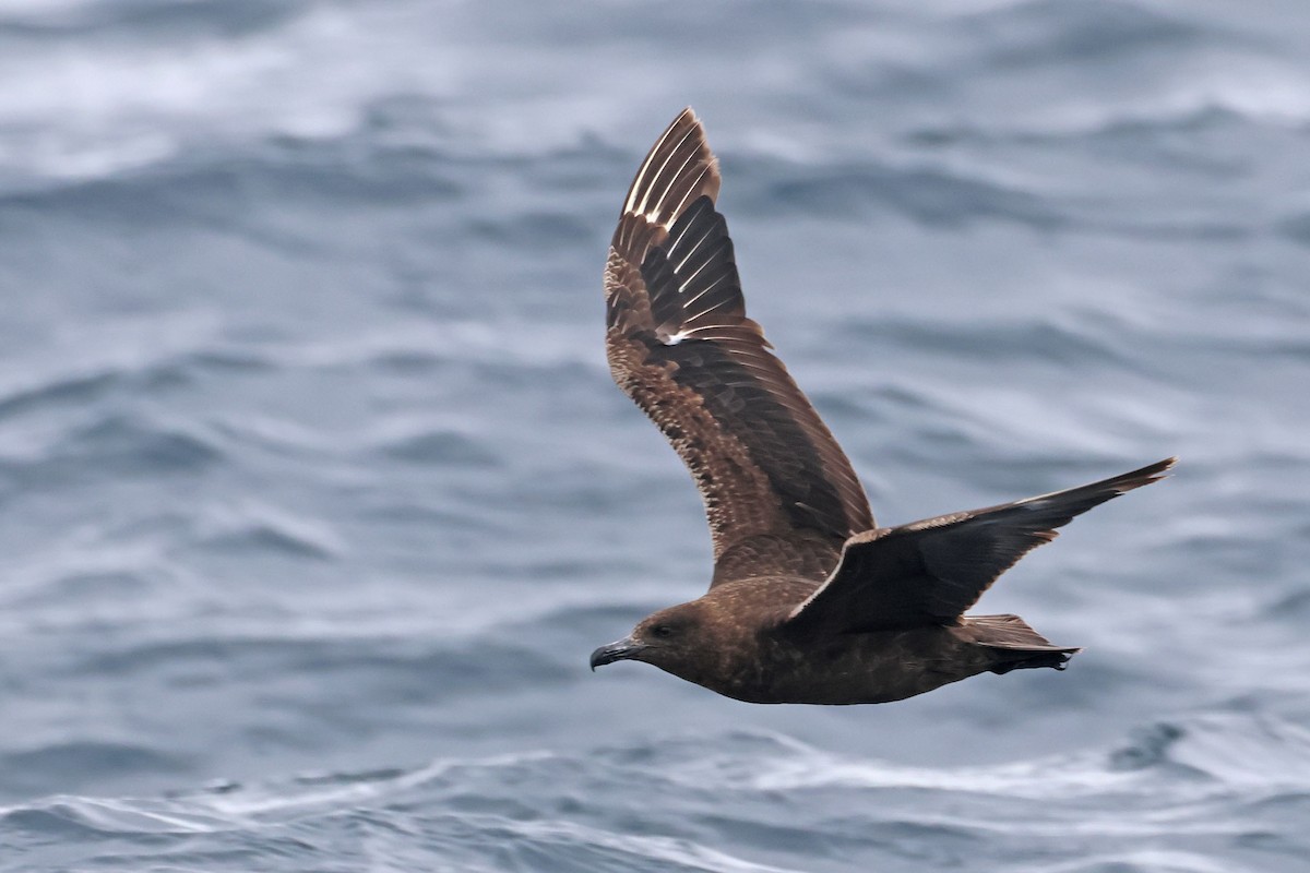 Brown Skua (Subantarctic) - ML642647095