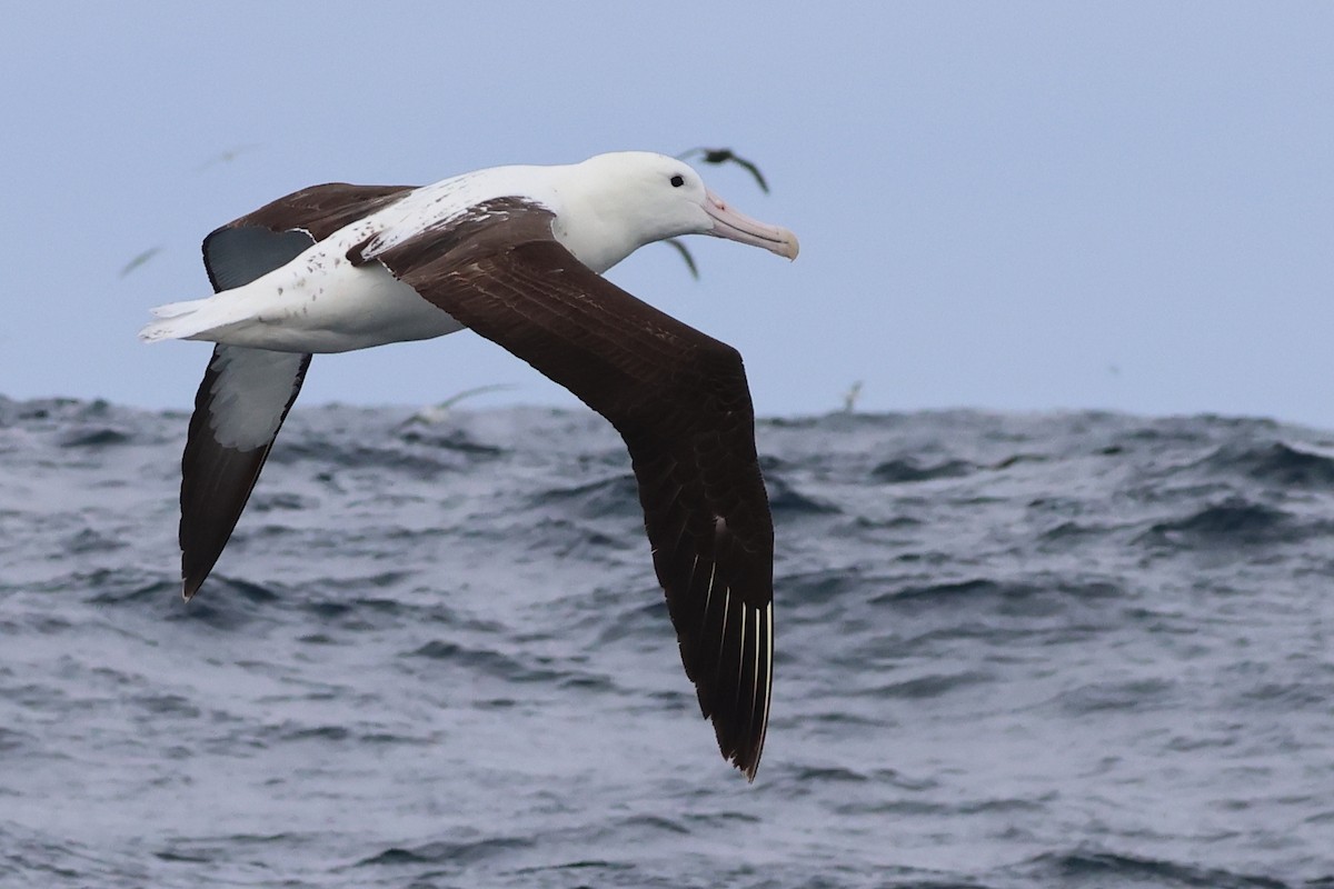 Southern Royal Albatross - ML642647099