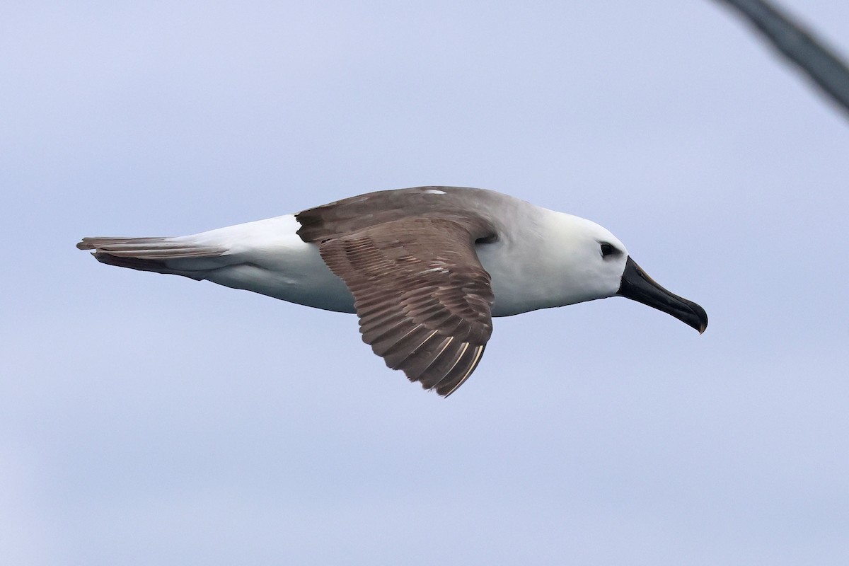 Atlantic Yellow-nosed Albatross - ML642647102