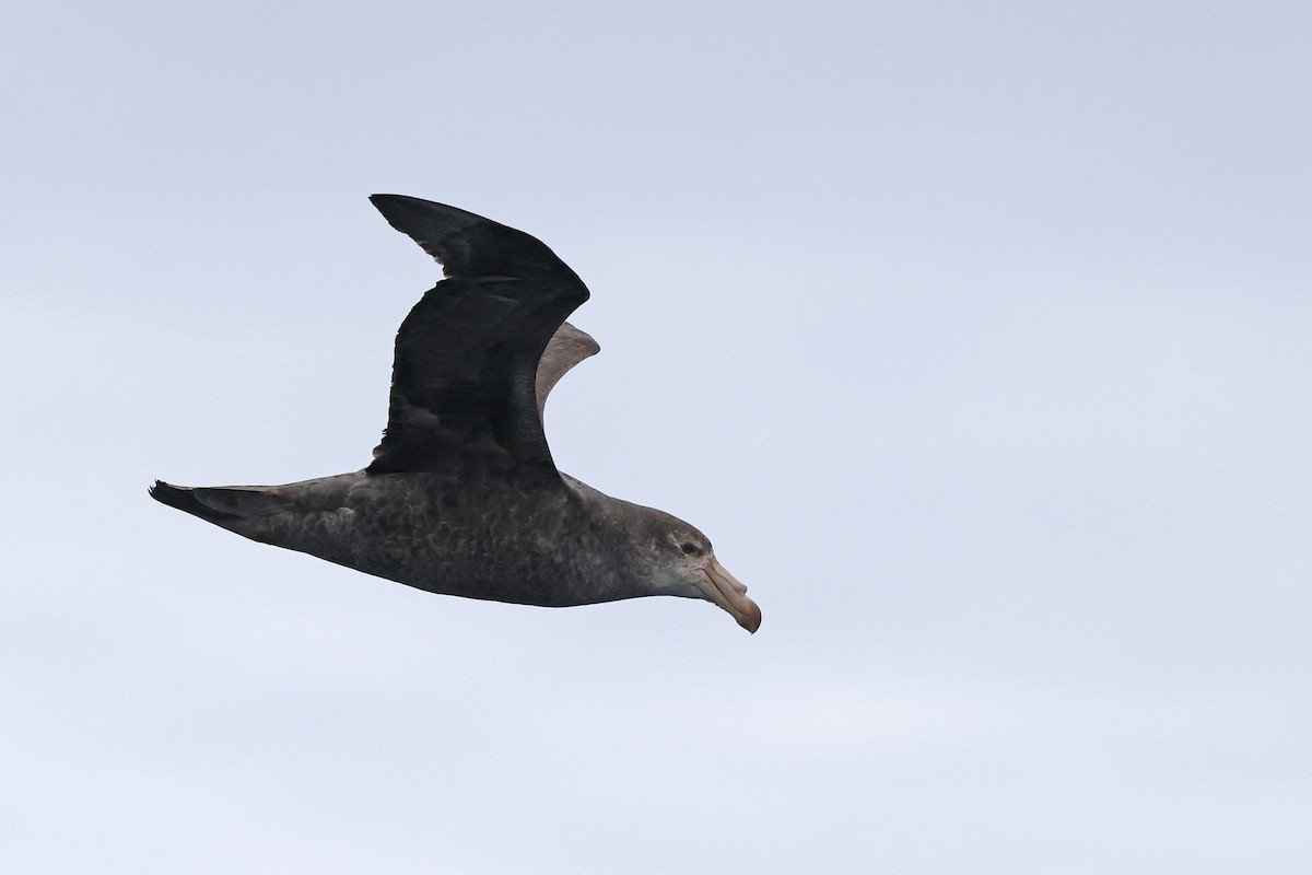 Northern Giant-Petrel - ML642647114