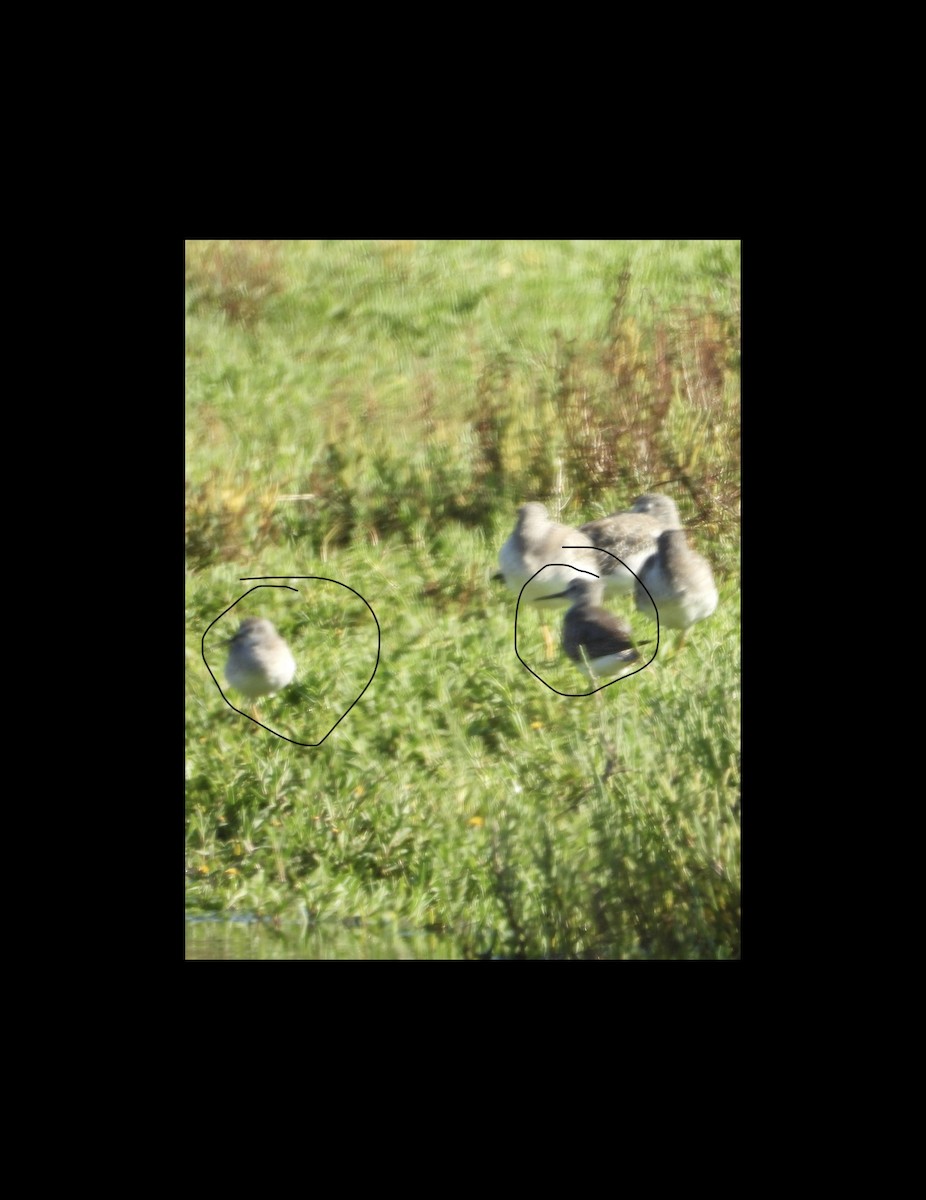 Lesser Yellowlegs - ML642647117