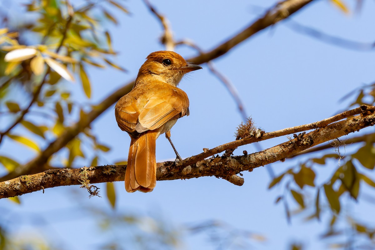 Rufous Casiornis - ML642647124