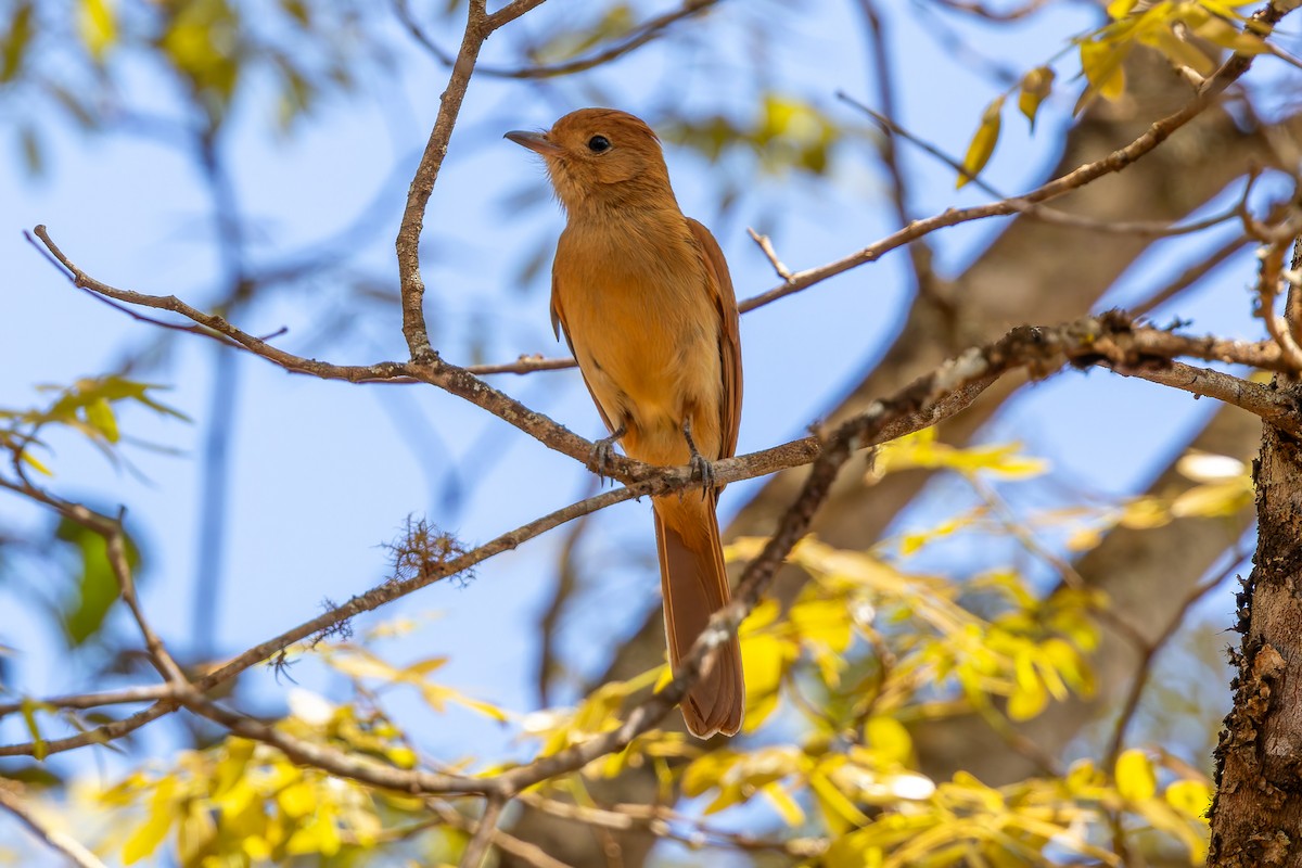 Rufous Casiornis - ML642647126