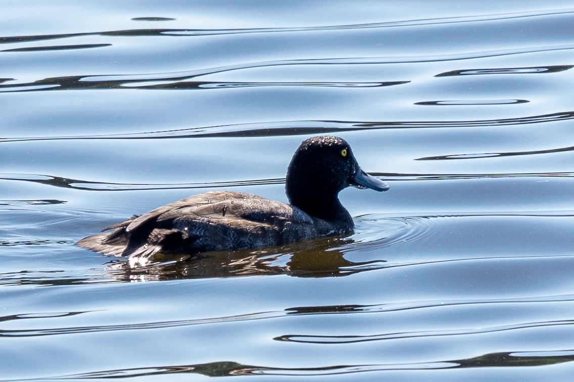 Lesser Scaup - ML642647131