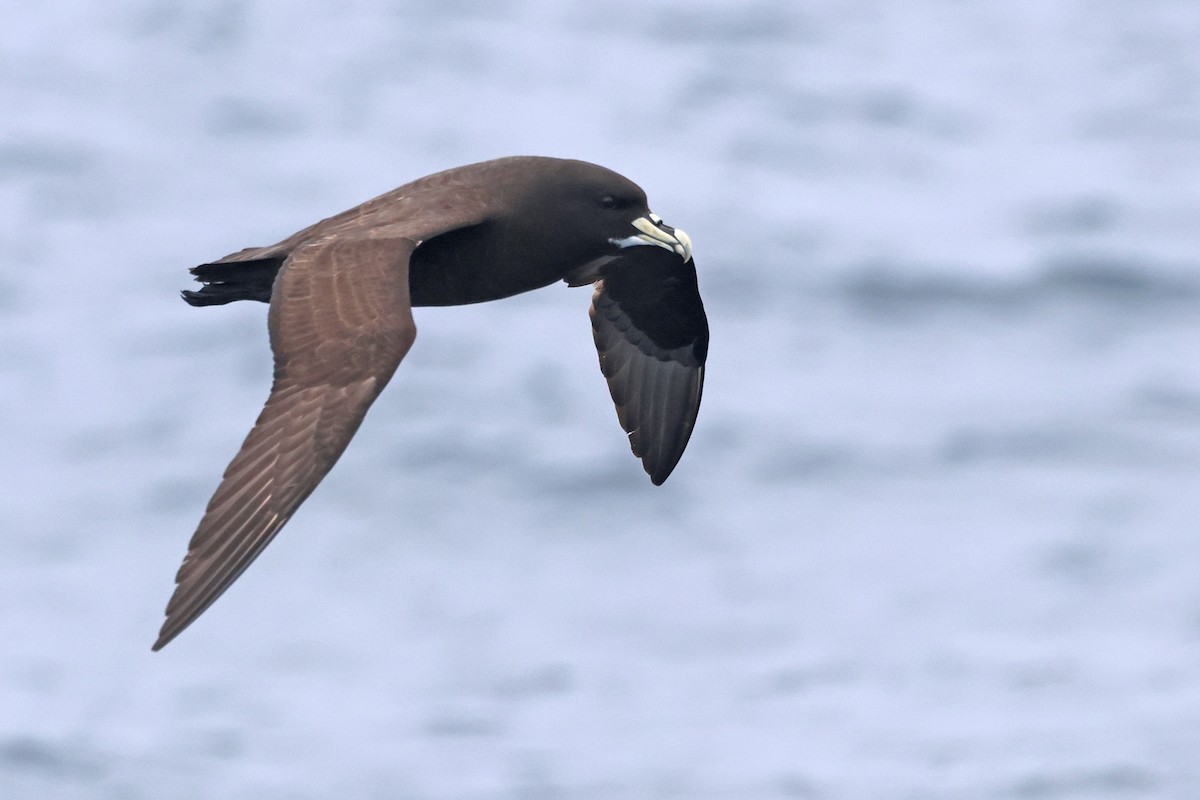 White-chinned Petrel - ML642647132