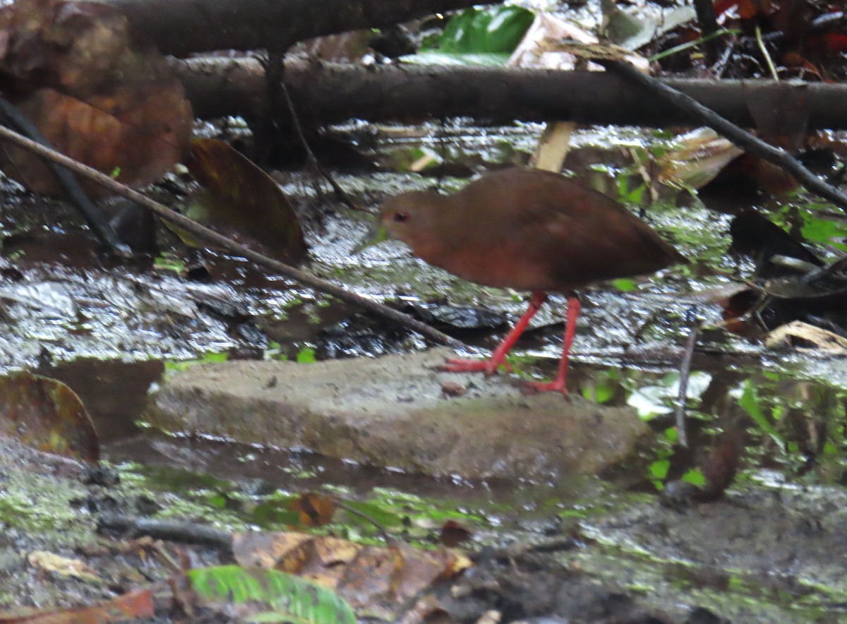 Uniform Crake - ML642647137