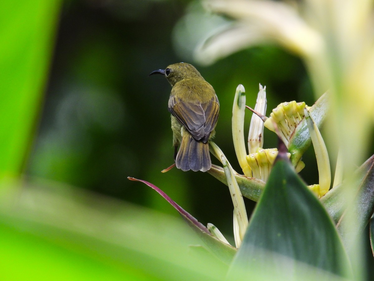 Crimson Sunbird - ML642647142