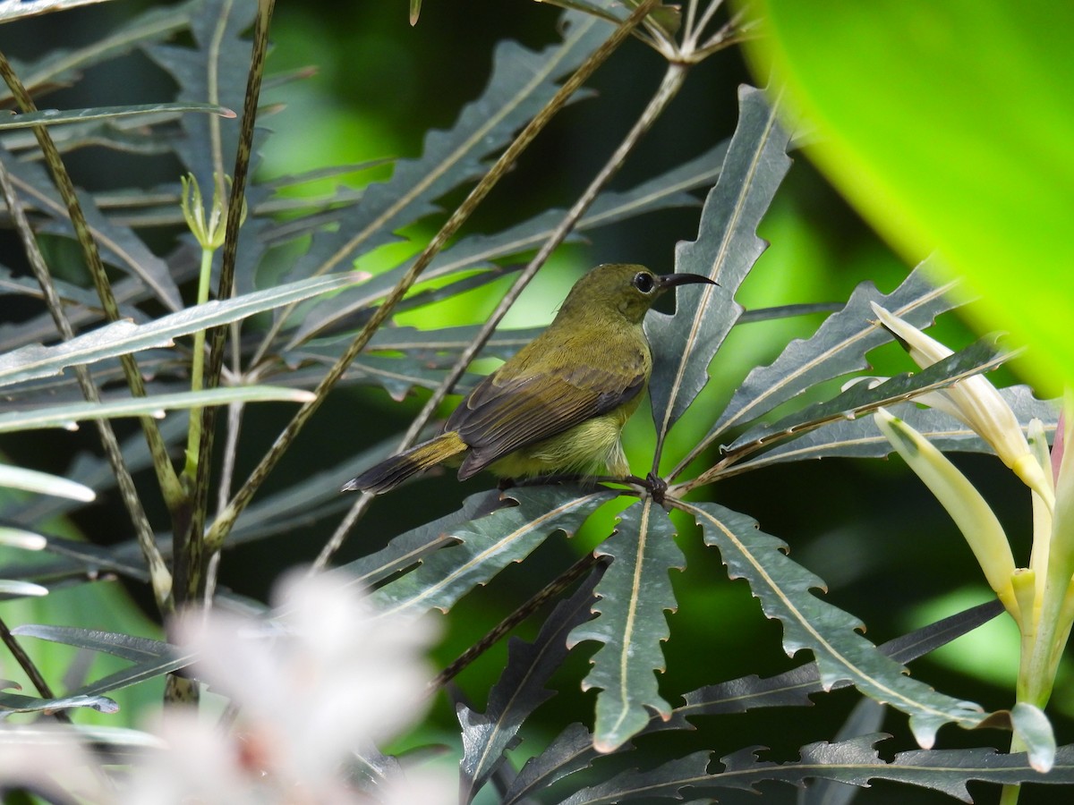 Crimson Sunbird - ML642647144