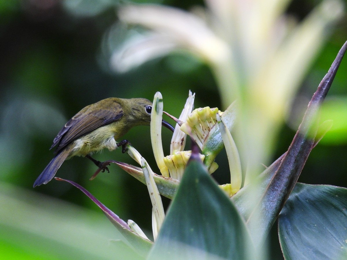 Crimson Sunbird - ML642647145