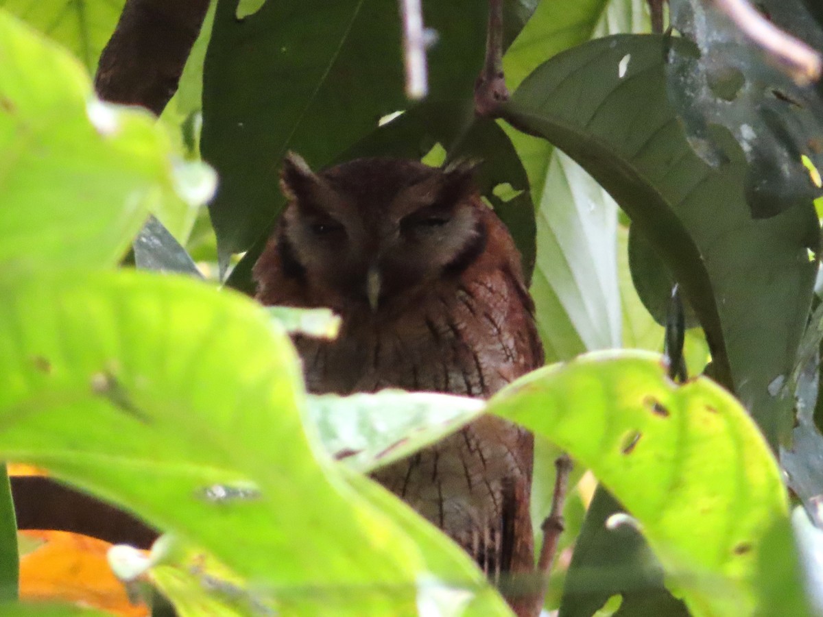 Tropical Screech-Owl - ML642647157