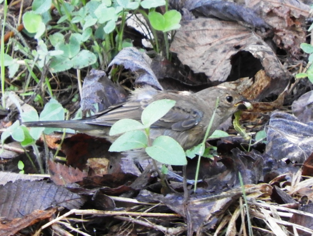 Indigo Bunting - ML642647184