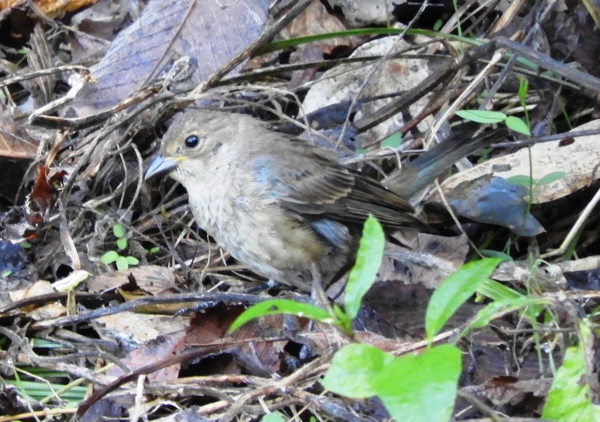 Indigo Bunting - ML642647185