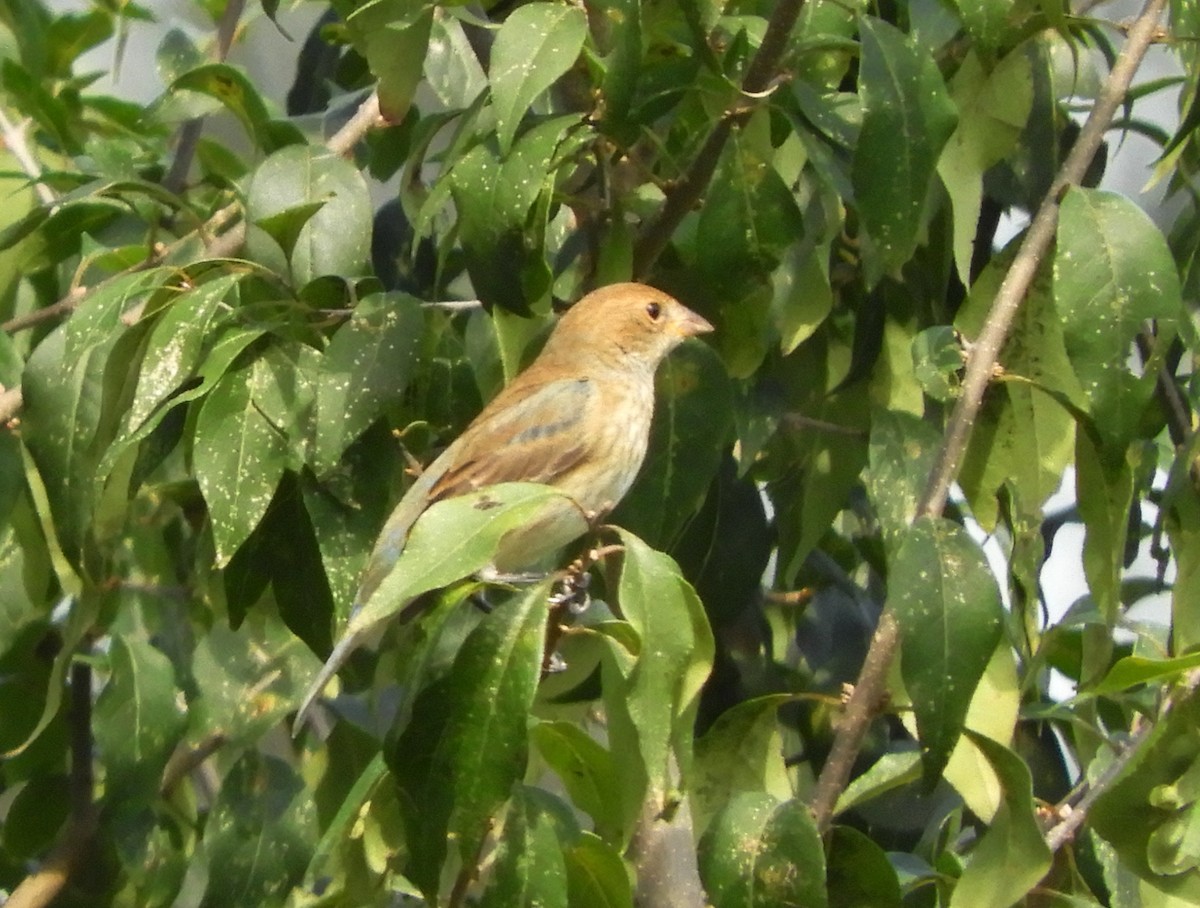 Indigo Bunting - ML642647186