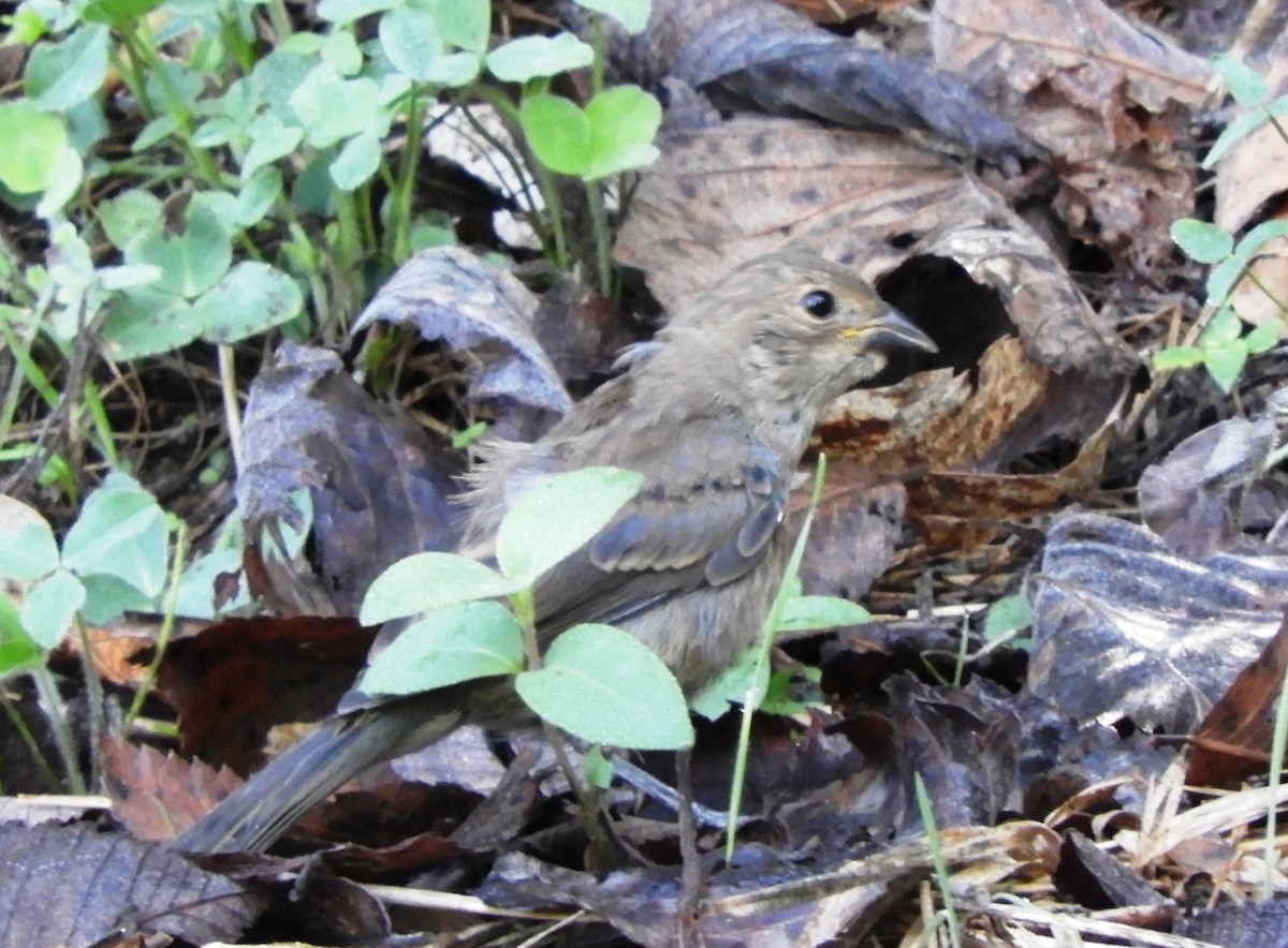 Indigo Bunting - ML642647187