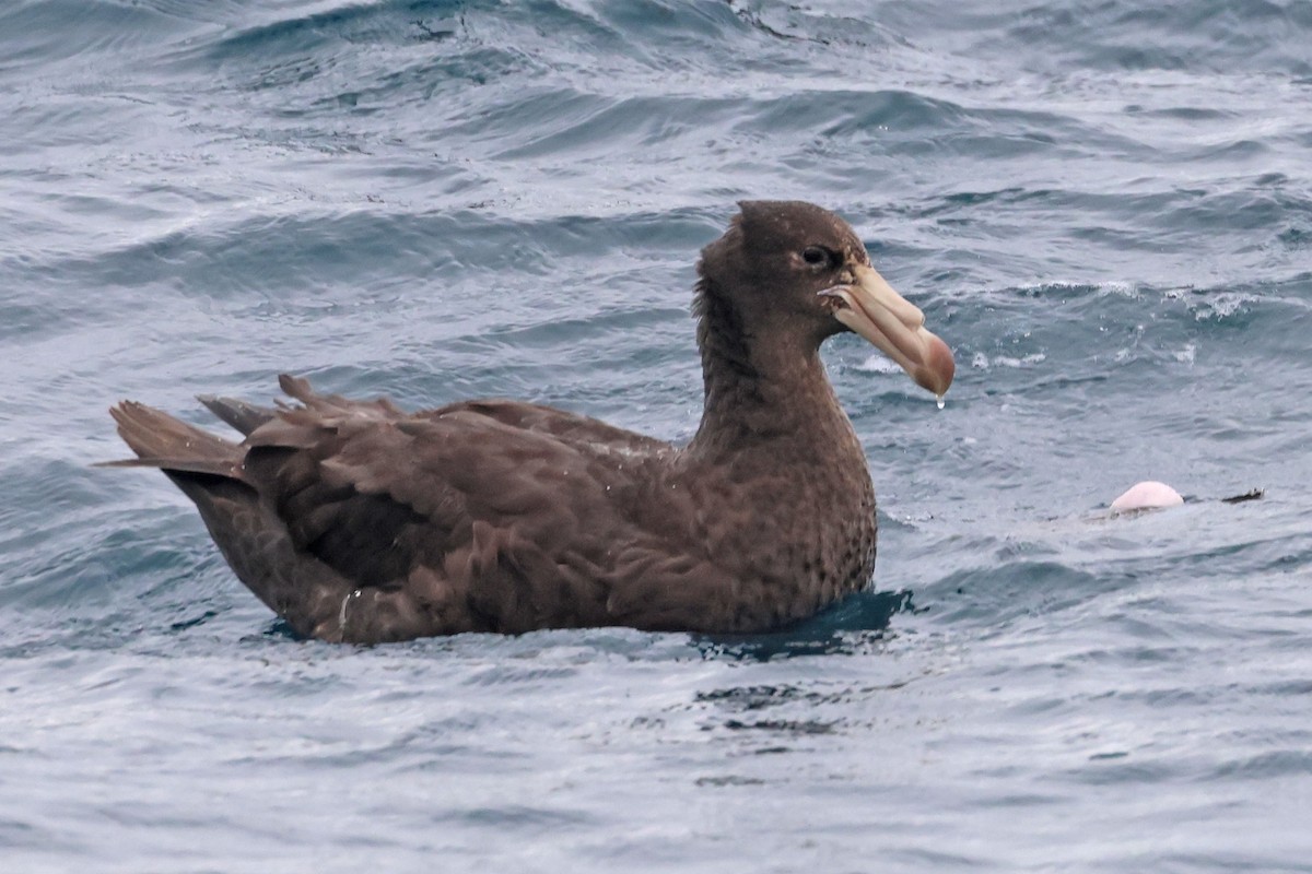 Northern Giant-Petrel - ML642647221