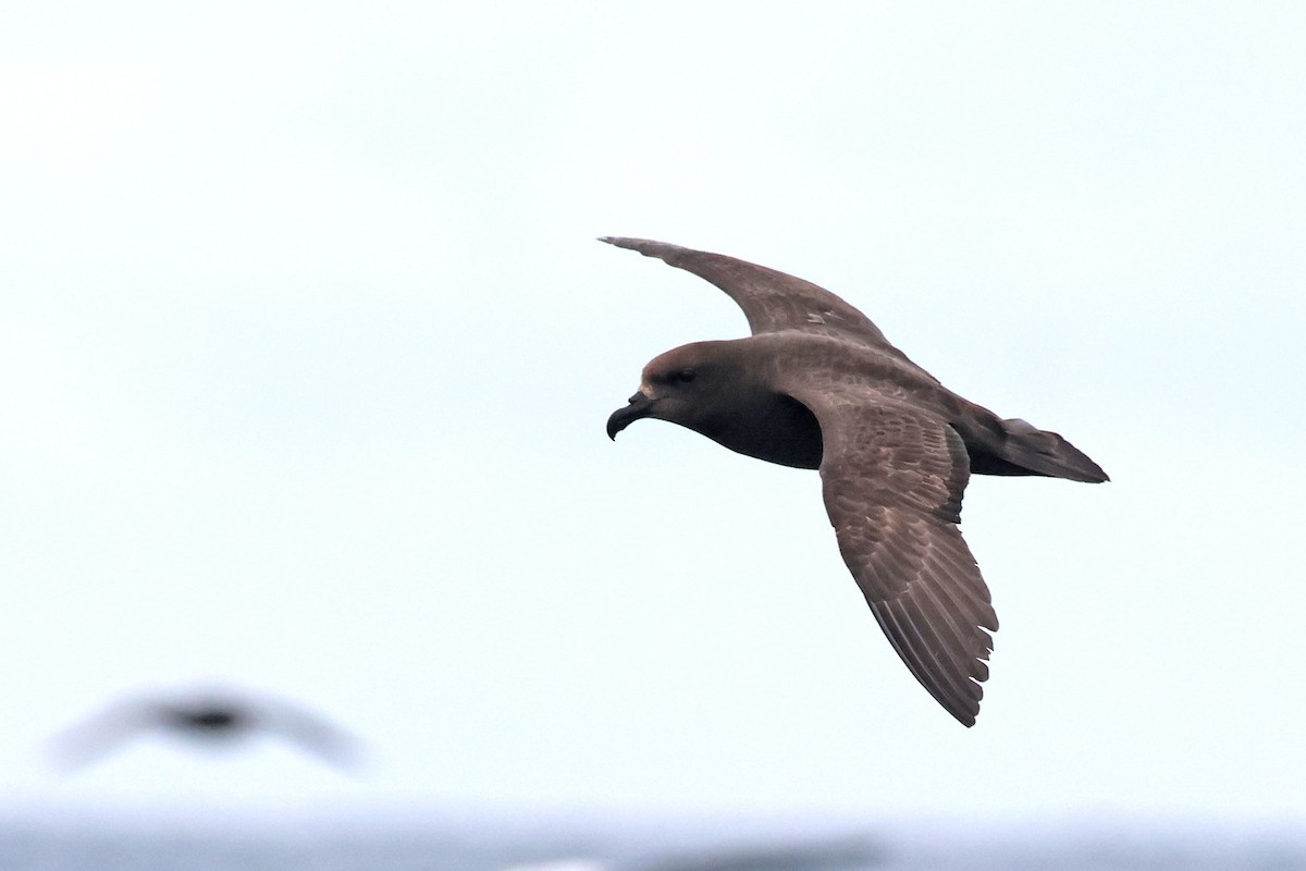 Тайфунник довгокрилий - ML642647225