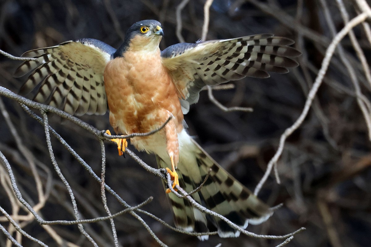 ムネアカハイタカ（rufiventris） - ML642647241
