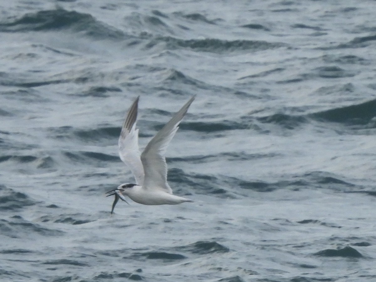 Sandwich Tern - ML642647245