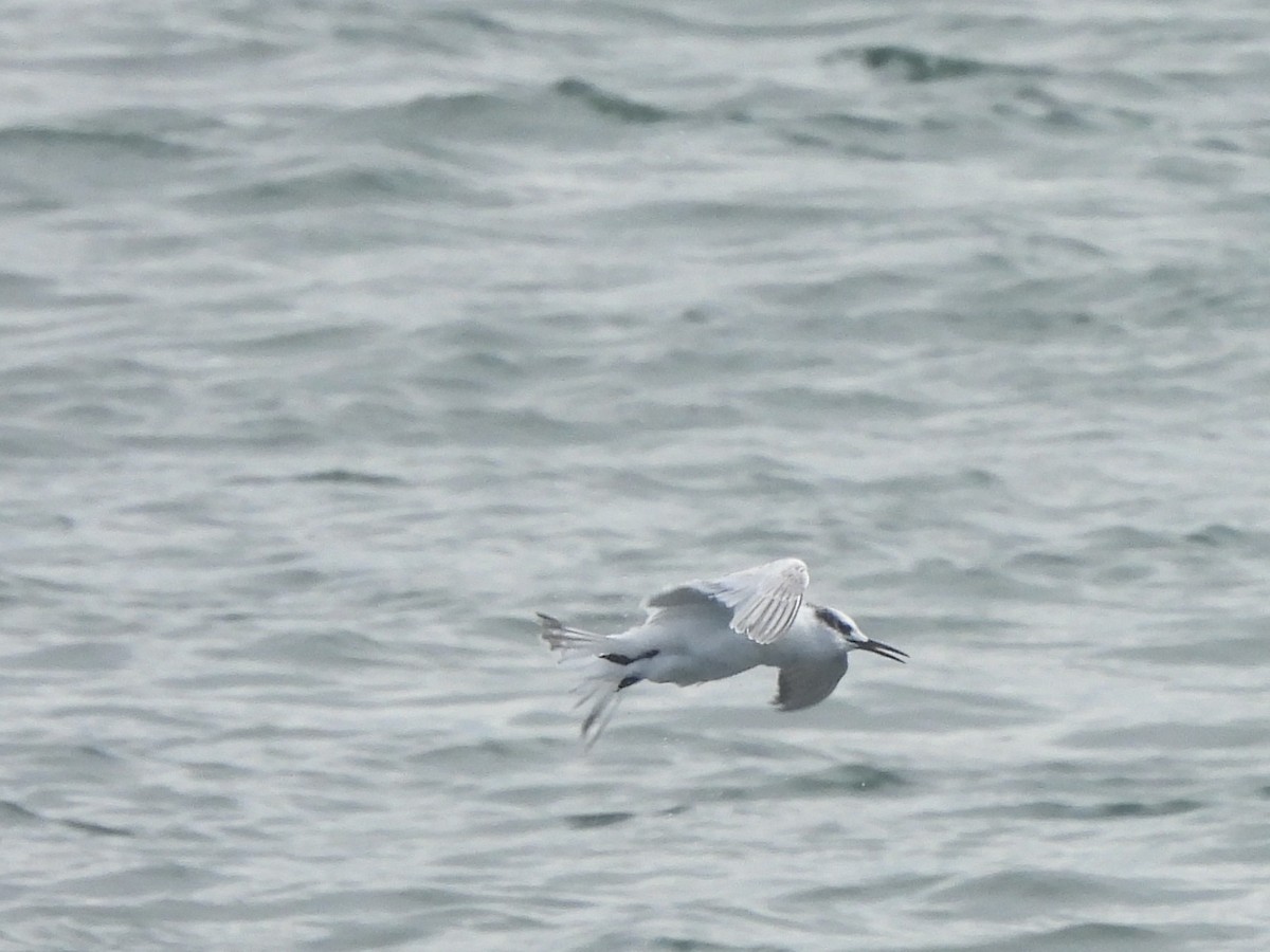 Sandwich Tern - ML642647250