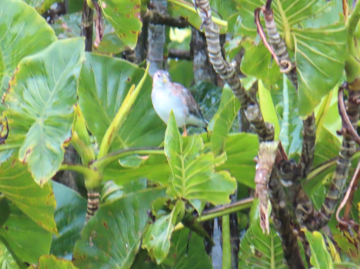 Azure Gallinule - ML642647260