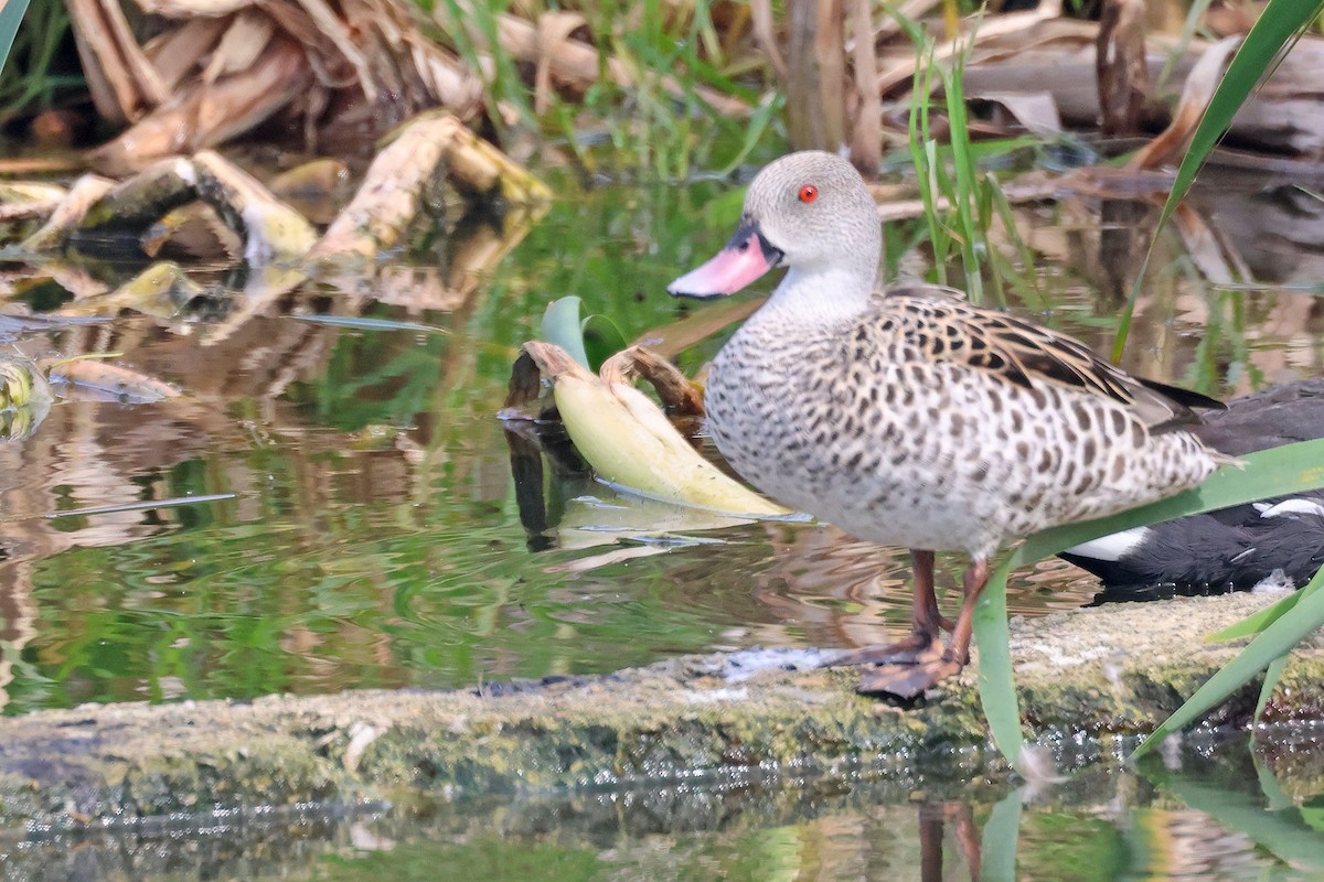 Cape Teal - ML642647264