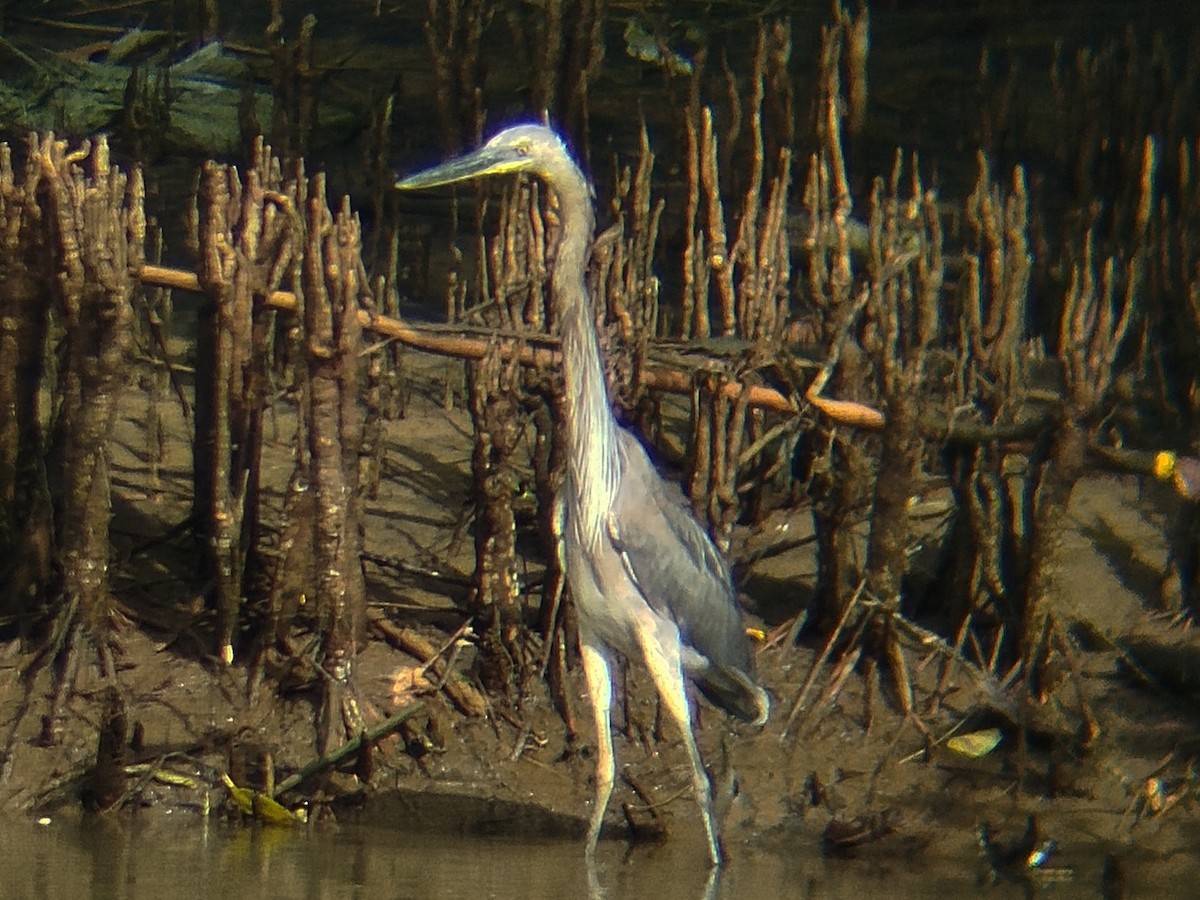 Great-billed Heron - ML642647273