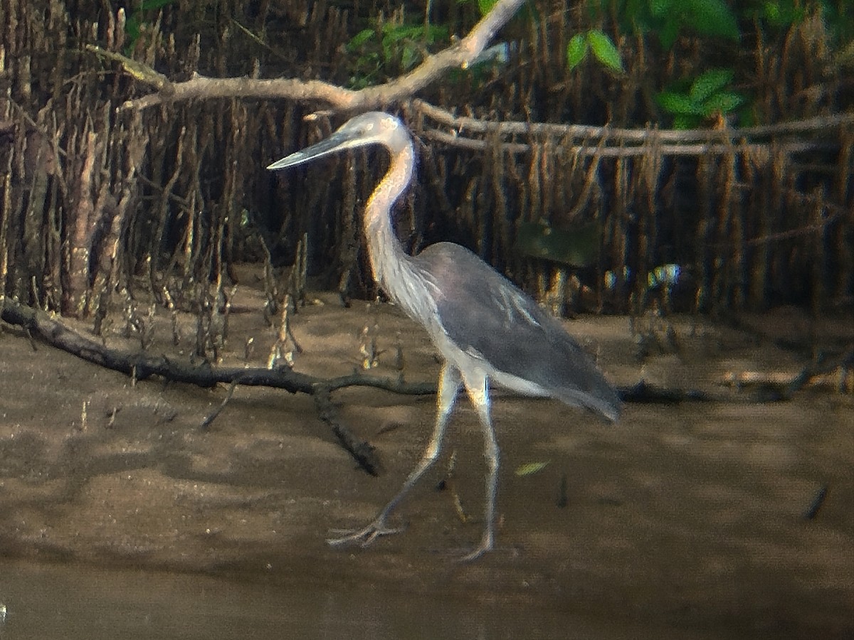 Great-billed Heron - ML642647274
