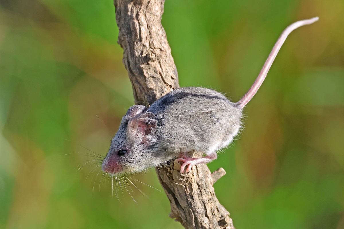 Grey Climbing Mouse - Trevor Hardaker