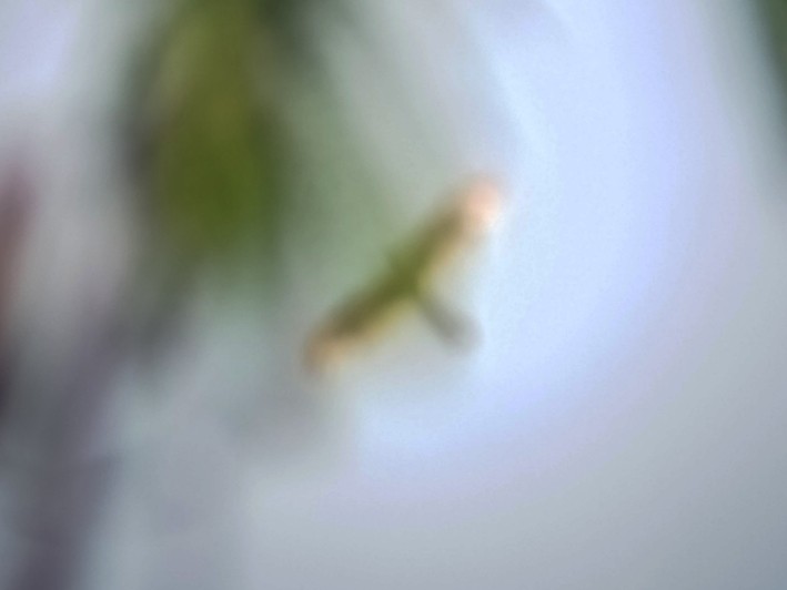Spotted Kestrel - ML642647318