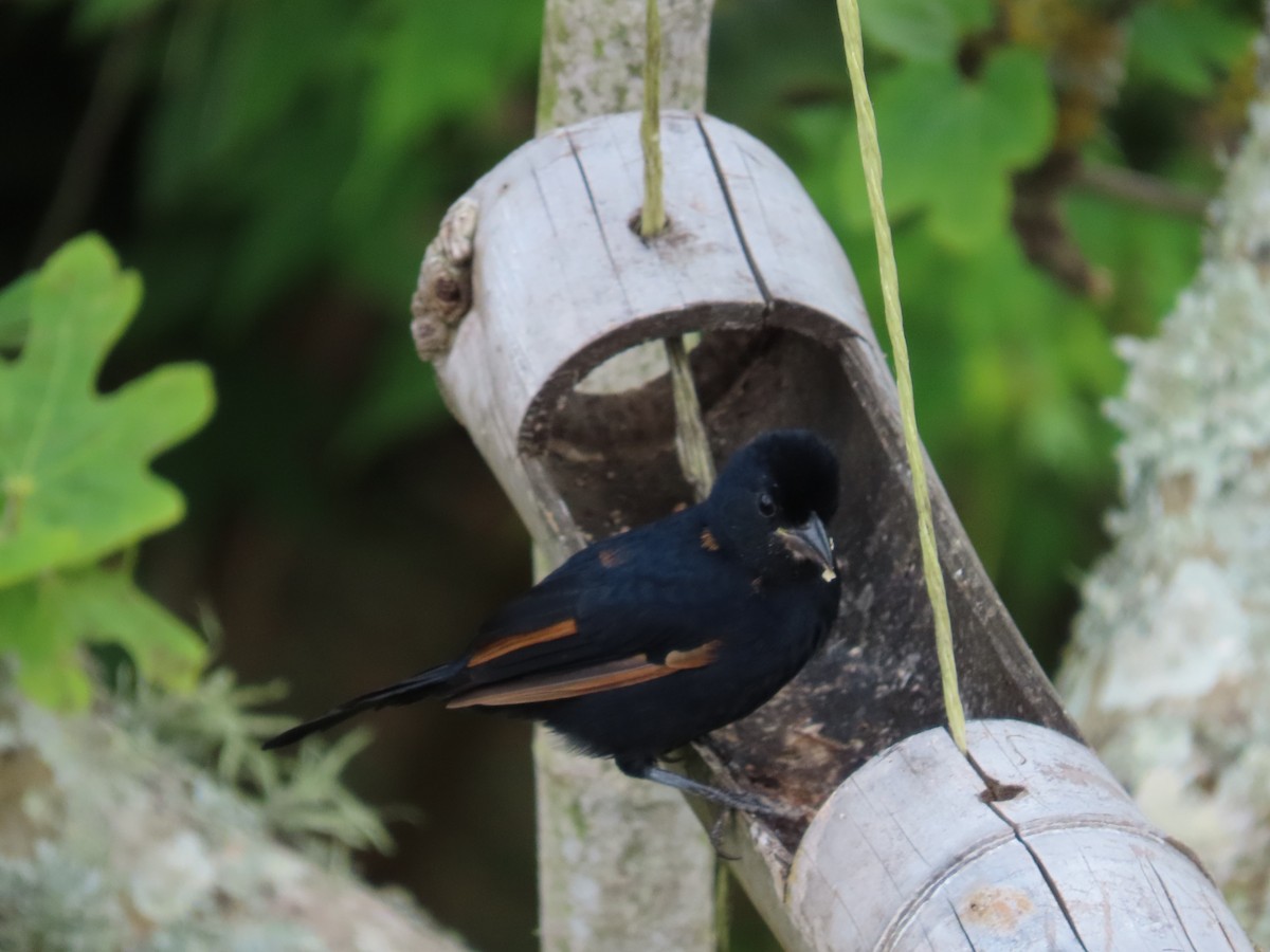 White-lined Tanager - ML642647328