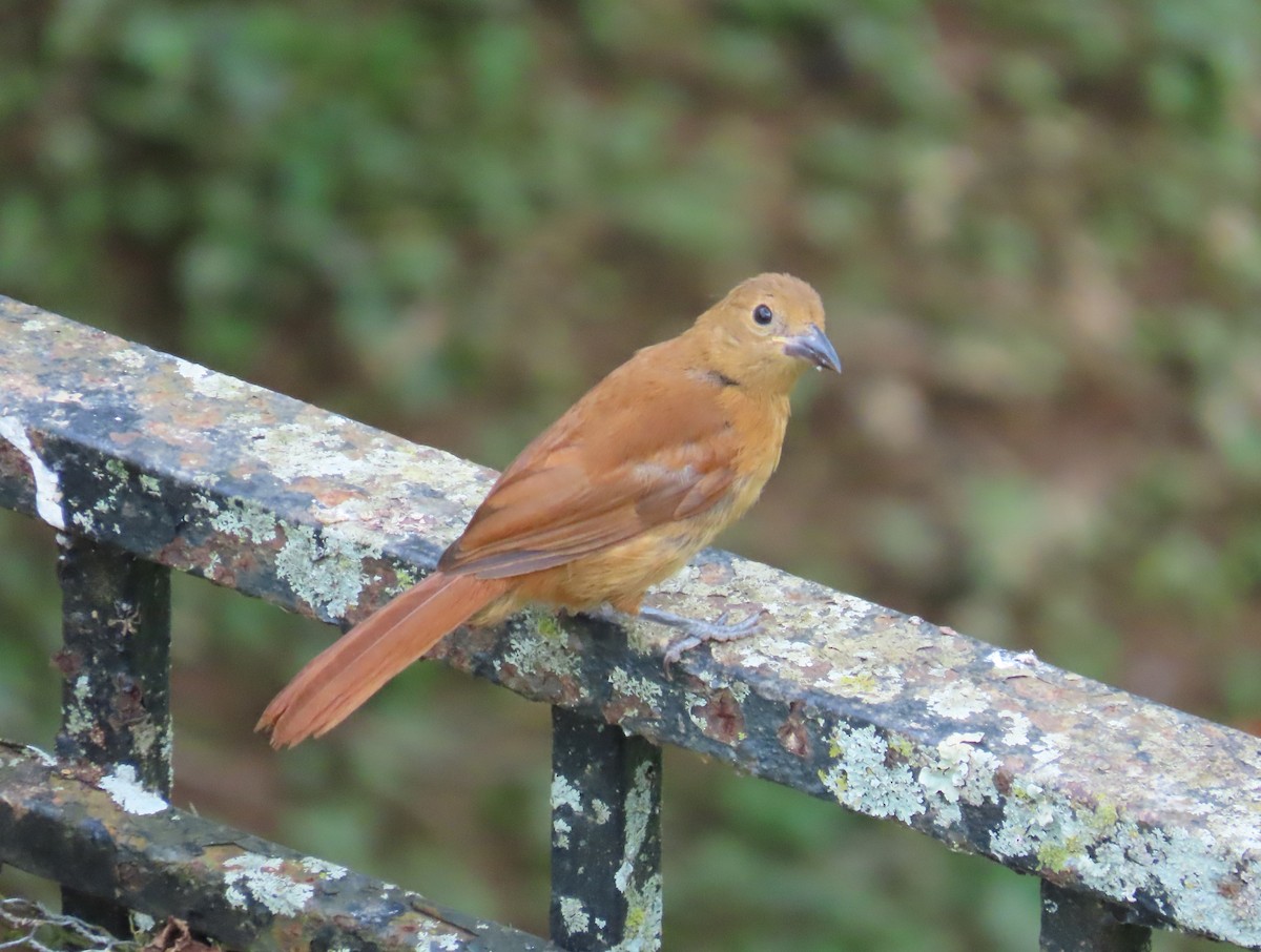 White-lined Tanager - ML642647329