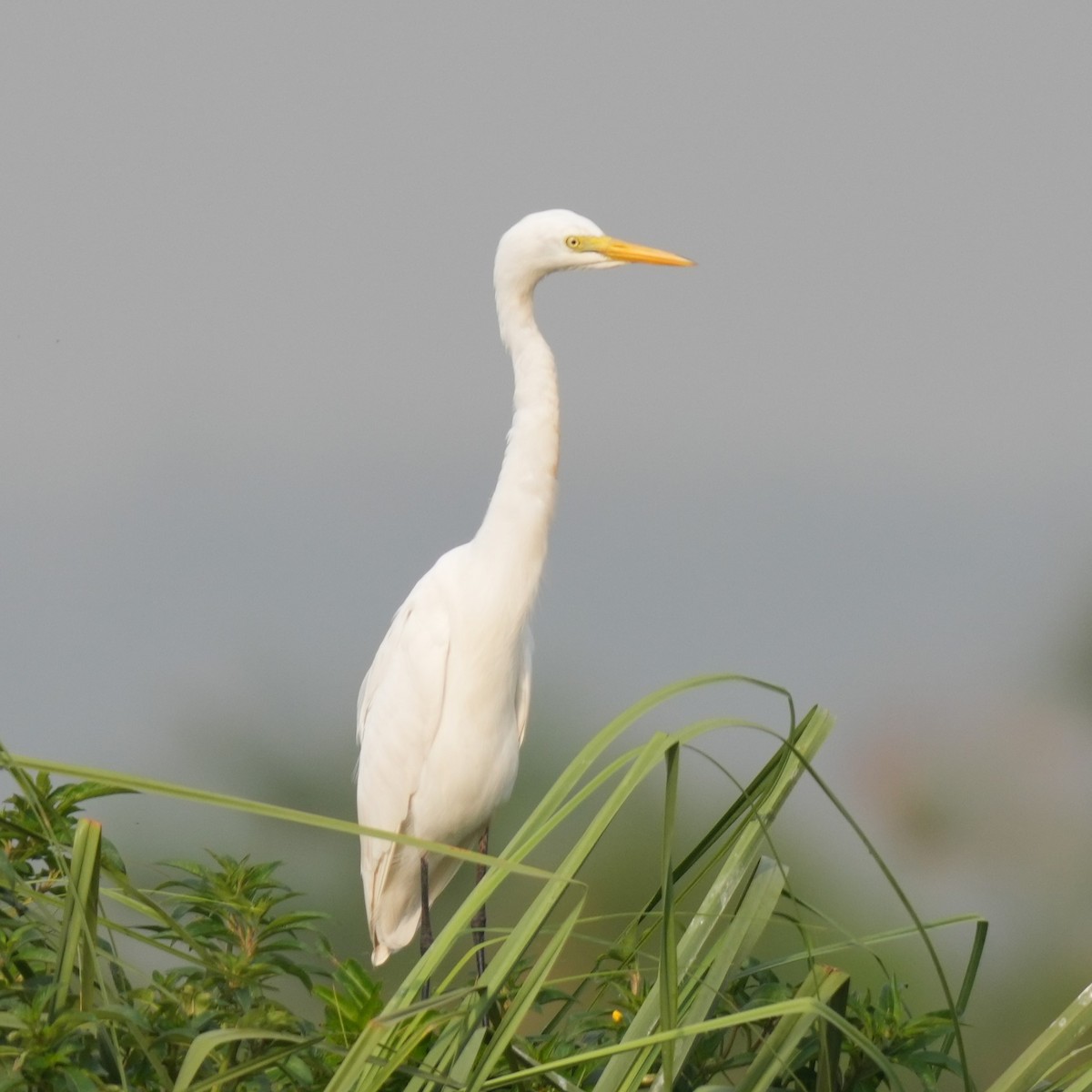 Yellow-billed Egret - ML642647338