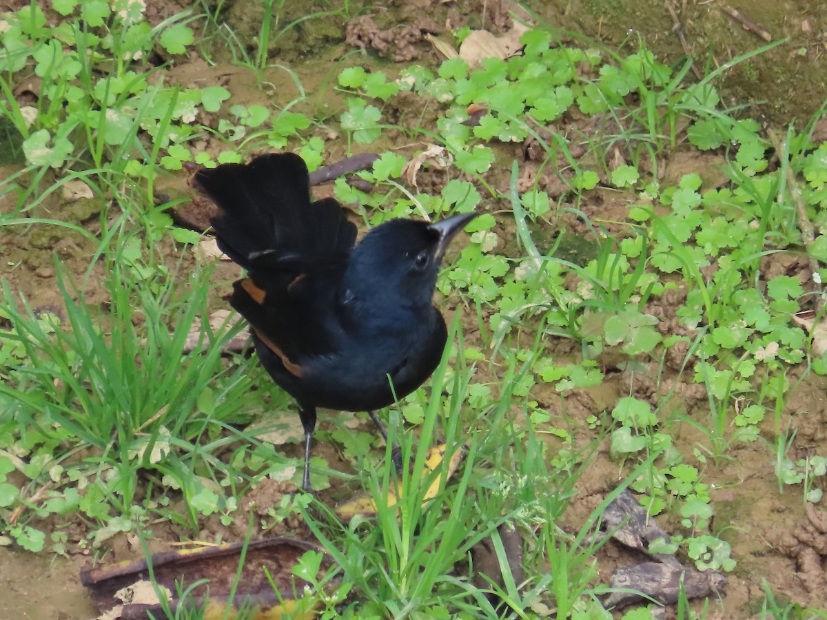 White-lined Tanager - ML642647345