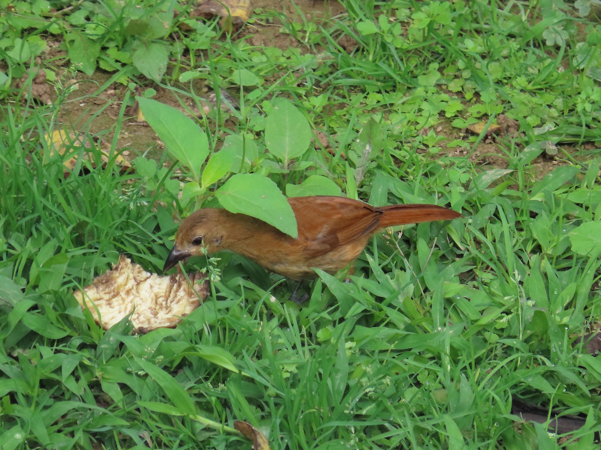 White-lined Tanager - ML642647347