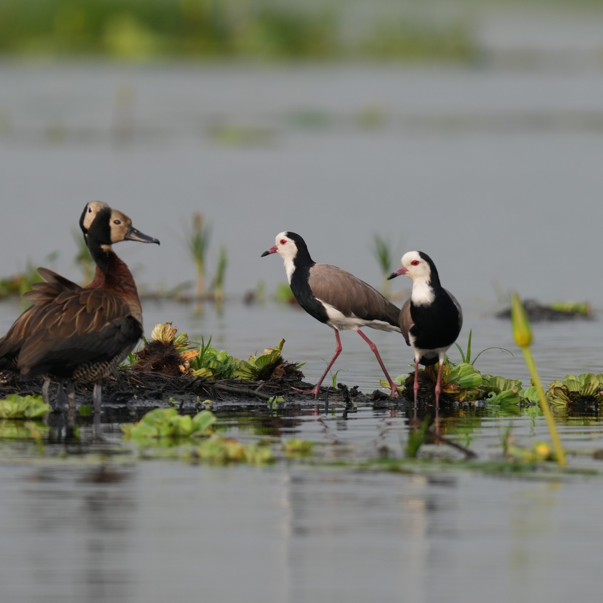 Long-toed Lapwing - ML642647386