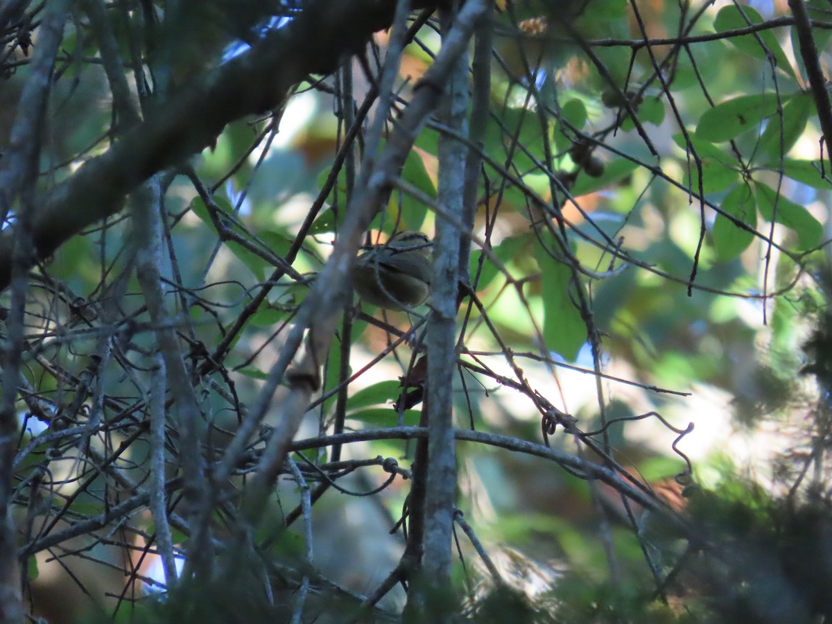 Worm-eating Warbler - ML642647448