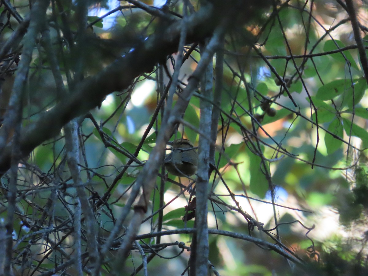 Worm-eating Warbler - ML642647451