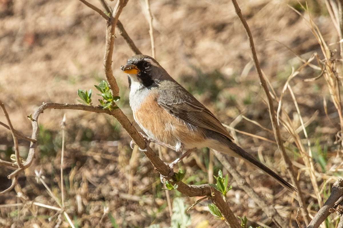 Many-colored Chaco Finch - ML642647460