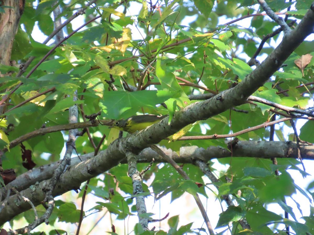 Canada Warbler - ML642647465