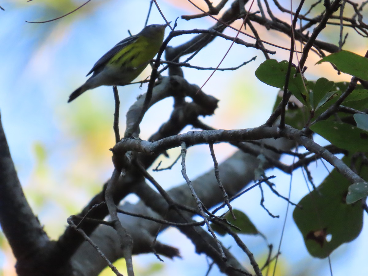 Magnolia Warbler - ML642647468