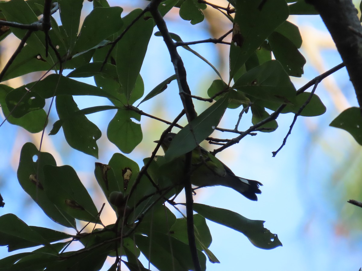 Magnolia Warbler - ML642647469