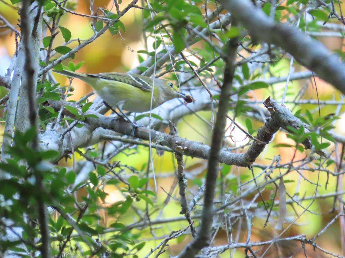 White-eyed Vireo - ML642647471