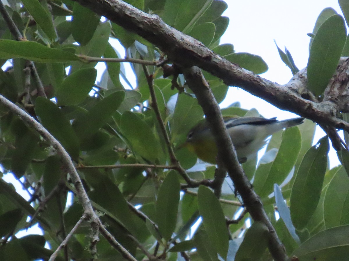 Northern Parula - ML642647477