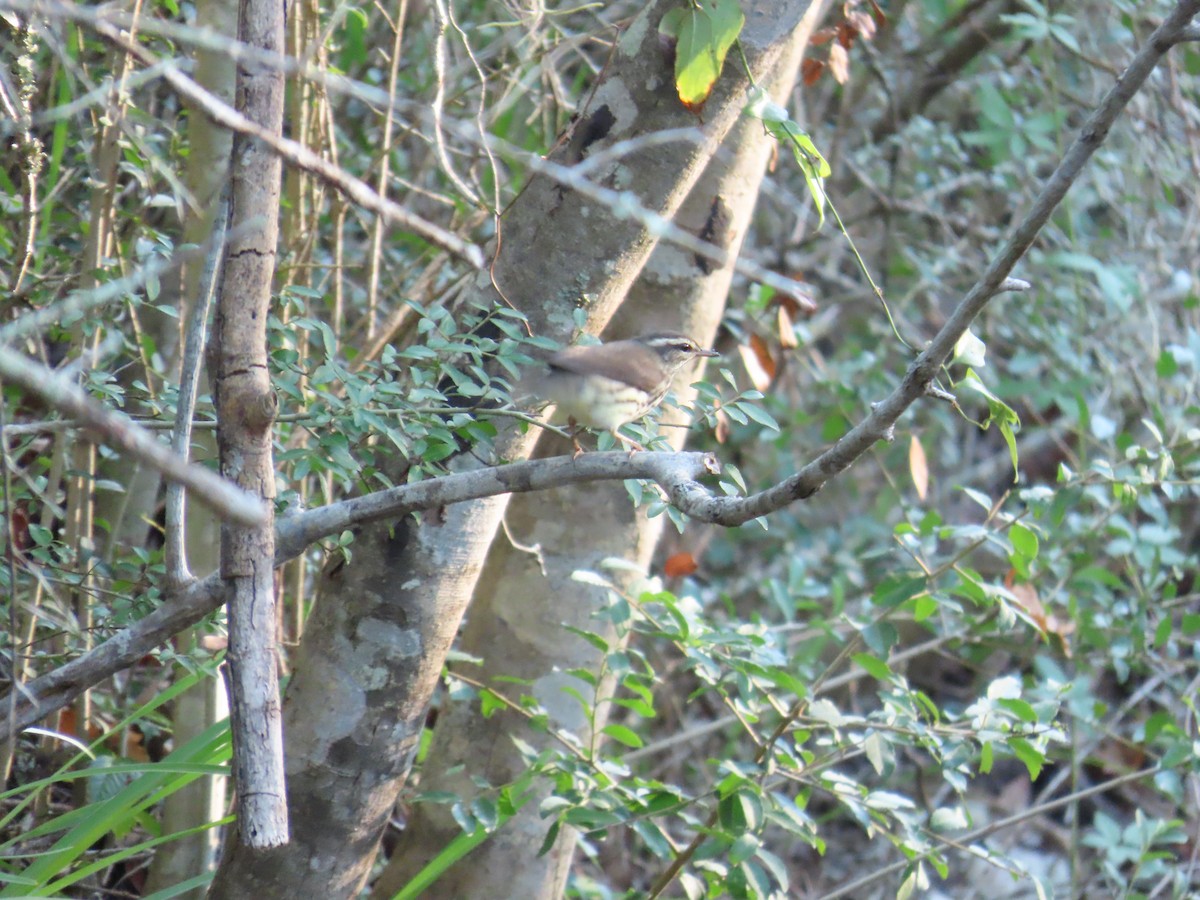 Northern Waterthrush - ML642647483